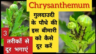 198 How to Get Rid From Black Insects Aphids Mealybugs  Control Aphids Mealybugs कीड़ों से बचाव [upl. by Amos180]