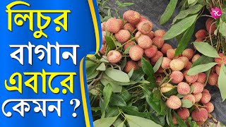 Litchi Garden – Litchi Farming  লিচুর ফলন এবারে কেমন হবে   Jenny’s Islamic [upl. by Lateehs]