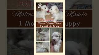 Maltese Puppy Manila New Batch Pure breed Maltese maltesepuppy rehoming shorts purebreed [upl. by Siubhan]