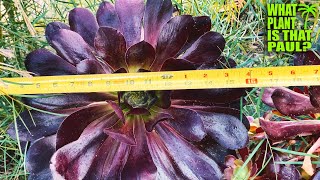 GIANT AEONIUM TOUR  Aeonium Giant Purple Aeonium Dinner Plate Aeonium Sunburst Aeonium Cyclops [upl. by Esinereb]