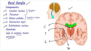 Basal Ganglia made easy  Direct and Indirect pathway  Neuroanatomy  Urdu Hindi [upl. by Woodhead]