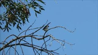 Pintailed Whydah  Ken Malloy Harbor Regional Park  82318 [upl. by Melia]