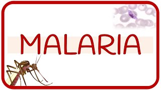 MALARIA  fisiopatología ciclo de vida manifestaciones clínicas diagnóstico y tratamiento [upl. by Alyn]