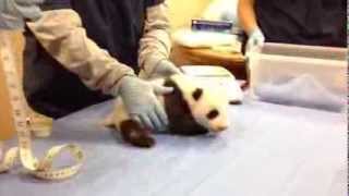 Giant Panda Cub is Almost Eight Weeks Old [upl. by Nathalie816]