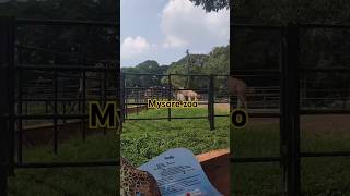 Mysore zoo [upl. by Varien]