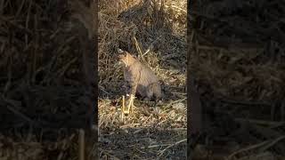 Bobcat on the prowl hunting wildlife bowhunting bobcat [upl. by Nova]