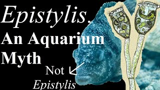 Epistylis a misunderstood aquarium fish disease [upl. by Lambrecht]