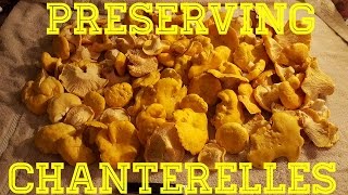 How to preserve Chanterelle Mushrooms [upl. by Annuhsal]