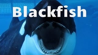 Blackfish By Gabriela Cowperthwaite [upl. by Naletak]