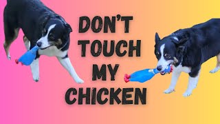 My Dogs Internal Struggle Play with Me but Dont 😄😂🐕dog doglover dogplay [upl. by Lesley]