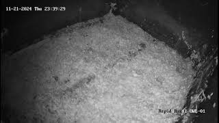 Waddesdon Owl Cam [upl. by Neenad]