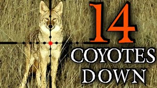 Epic Coyote Hunting In 4k  10 Stands 14 Coyotes Down  New 2024 [upl. by Aillicsirp904]