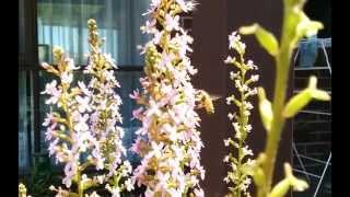 Stylidium graminifolium and bee slow motion [upl. by Epifano]