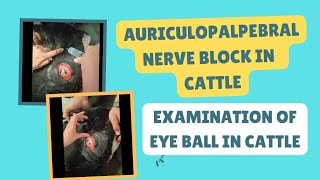 AURICULOPALPEBRAL NERVE BLOCK IN CATTLE for examination of eye ball  Eye Local Anaesthetics [upl. by Christi]