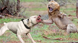 You Wont Believe A Dog Can Kill a Lion  Dog vs Lion [upl. by Philippe853]