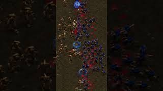 100 Zealots vs 250 Zerglings Brood War shorts [upl. by Aneev]