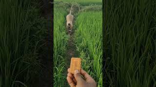 Bajrang animals monkey cute funny comedyshorts comedyvideos shorts viraltrending [upl. by Zarah]