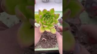 Replant succulents shortvideo succulent houseplant nature indoorplants garden [upl. by Kentigera]