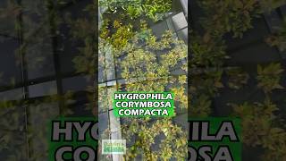 Hygrophila Corymbosa Compacta Super Easy Low Light Foreground Aquarium Plant For Sale [upl. by Buttaro]