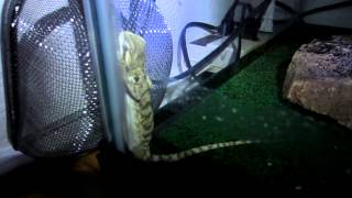 Our Bearded Dragon Sleeps Standing Up Against the Glass [upl. by Auguste589]