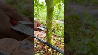 Accelerating tobacco leaf yellowing process [upl. by Stanhope]