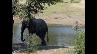 LES ANIMAUX SAUVAGES UNE MATINEE AUTOUR DU POINT D EAU A TEMBE ELEPHANT PARK [upl. by Aleydis]