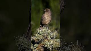 Song of the CurveBilled Thrasher [upl. by Ann]