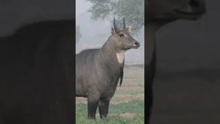 Nilgai BlueBull spotted near IndiaPakistan border youtubeshorts viralvideo youtube wwf [upl. by Cyrill291]