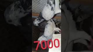 Breeder Pair Grizzle Pigeons kapigeon racerpigeon birdssociety viral fypage foryou trending [upl. by Acimad48]