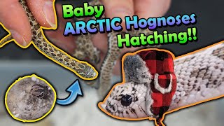 Baby Arctic Hognoses Hatching [upl. by Annavas]