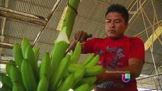 Explotación laboral de centroamericanos en México [upl. by Pieter300]