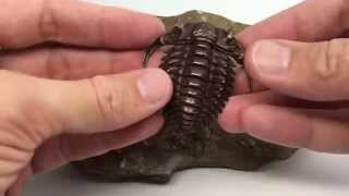 3Dprinted steel trilobite [upl. by Toni]