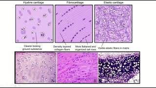 Hyaline elastic and fibrocartilage how to identify under microscope cartilage histology anatomy [upl. by Gnol616]