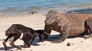 The Goat Pretends To Be Hit By a Komodo Dragon 😅 [upl. by Uriisa]