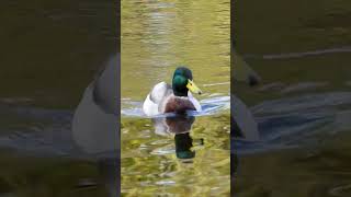 Mallard quacking duck sounds [upl. by Tomas796]