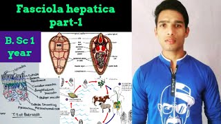 External morphology of Fasciola hepatica [upl. by Atnom358]