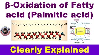 Beta oxidation of fatty acid Palmitic acid  Fatty acid catabolism Biochemistry  HSR Bioinfo [upl. by Ynohtnakram668]