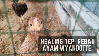 Healing Tepi Reban Ayam Wyandotte Update Thehaikal Farm [upl. by Erdnuaed]