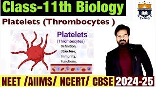 Platelets  Blood platelets  Thrombocytes  Body Fluids And circulation class 11 Biology  NEET [upl. by Nelad]