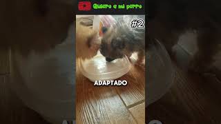 25 🐶6 consejos clave para cuidar de tu cachorro 🐾 QuieroAMiPerro ❤️ [upl. by Aicilegna]