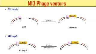 M13 phage cloning vectors  M13mp1  M13mp2  M13mp7  Biotechnology [upl. by Drahnreb]