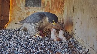 Diamond feeding to two hungry mouths  FalconCam Project  Oct 6 2024 [upl. by Rehpotsirk]