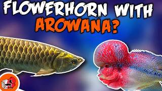 Flowerhorn with Arowana Flowerhorn Tank Mates Pt 2 [upl. by Horst]