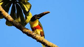 CHESTNUTEARED ARACARI PTEROGLOSSUS CASTANOTIS ARAÇARICASTANHO Free birds in nature [upl. by Mian]