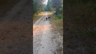 We have been working on training the dogs to be off leash on our beautiful nature walks ❤️ [upl. by Parsaye123]