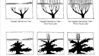 Tree Pruning Chapter 1 [upl. by Stasny756]