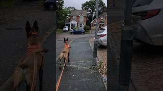 Full video on channel mantrailing belgianmalinois doglife doggo germanshepherd [upl. by Inalaek]