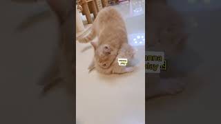 Sleep Cat  Uykucu Kedi Bala Pisik  Bala PişikКотята الهريراتtrendshorts kesfet [upl. by Yeung]