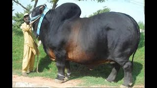 The Biggest Bulls in the World [upl. by Eartha]