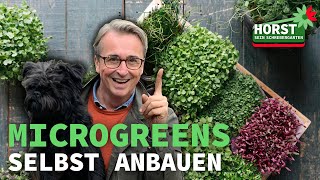 Die besten Superfood Microgreens ganz einfach selbst anbauen  Horst sein Schrebergarten [upl. by Enirtak]